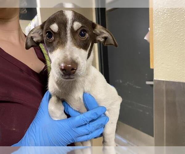 Medium Photo #1 Chihuahua-Unknown Mix Puppy For Sale in Modesto, CA, USA