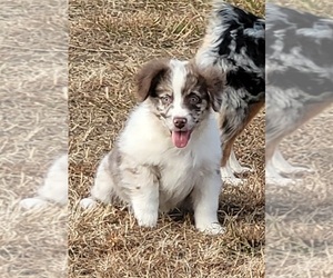 Miniature Australian Shepherd Puppy for sale in ELIZ CITY, NC, USA