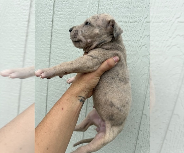 Medium Photo #63 Great Dane Puppy For Sale in HALLETTSVILLE, TX, USA