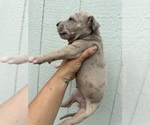 Small Photo #63 Great Dane Puppy For Sale in HALLETTSVILLE, TX, USA