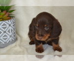 Small #5 Dachshund