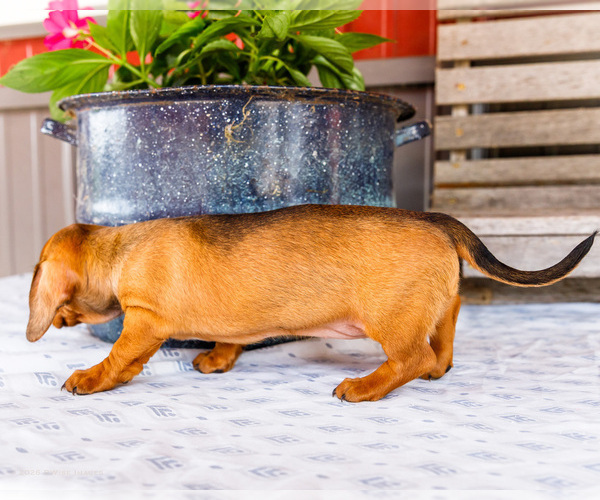 Medium Photo #39 Dachshund Puppy For Sale in WAKARUSA, IN, USA
