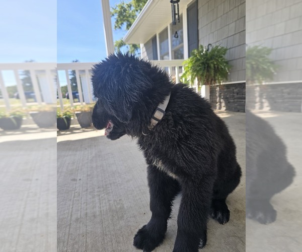 Medium Photo #11 Newfoundland Puppy For Sale in TILTON, IL, USA