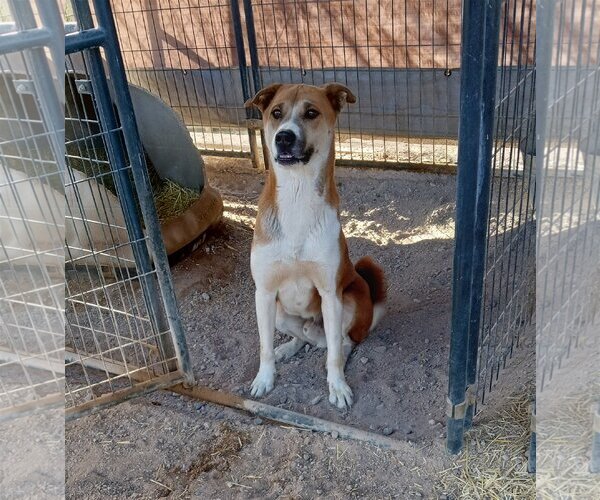 Medium Photo #2 Mutt Puppy For Sale in Golden Valley, AZ, USA