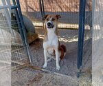 Small #1 Mutt
