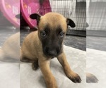 Small Photo #150 Belgian Malinois Puppy For Sale in REESEVILLE, WI, USA