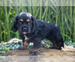 Small Photo #14 Cocker Spaniel Puppy For Sale in BALTIC, OH, USA