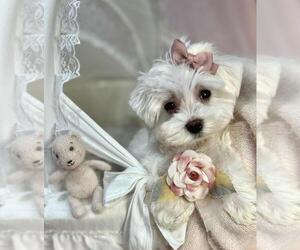 Maltese Puppy for sale in PEMBROKE PINES, FL, USA