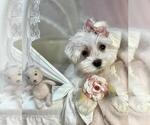 Image preview for Ad Listing. Nickname: Maltese Puppies