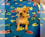 Small Photo #2 French Bulldog Puppy For Sale in NUNNELLY, TN, USA