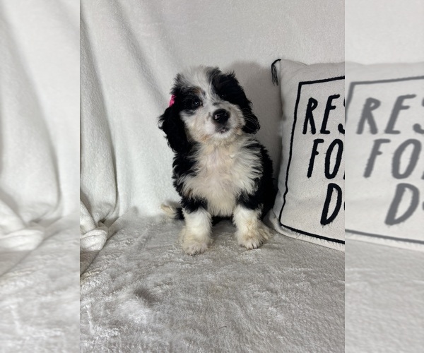 Medium Photo #1 Bernedoodle Puppy For Sale in GREENFIELD, IN, USA
