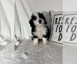 Bernedoodle Puppy for sale in GREENFIELD, IN, USA