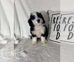 Image preview for Ad Listing. Nickname: Bella
