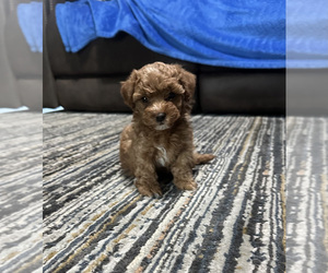 YorkiePoo Puppy for sale in ELIZABETHTOWN, PA, USA