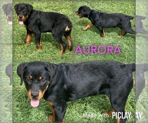 Rottweiler Puppy for sale in SHELL KNOB, MO, USA
