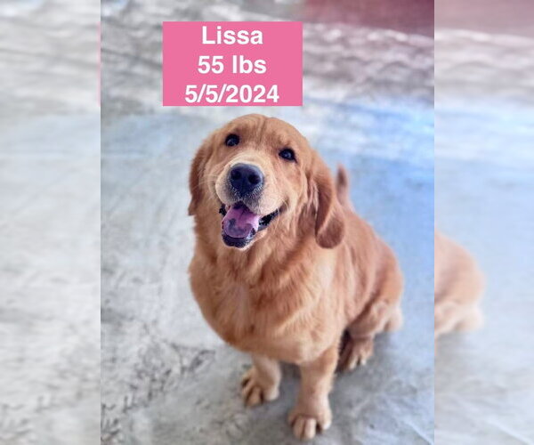 Medium Photo #4 Golden Retriever Puppy For Sale in West Hollywood, CA, USA