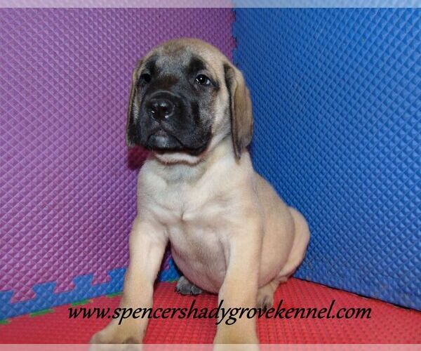 Medium Photo #1 Mastiff Puppy For Sale in CABOOL, MO, USA