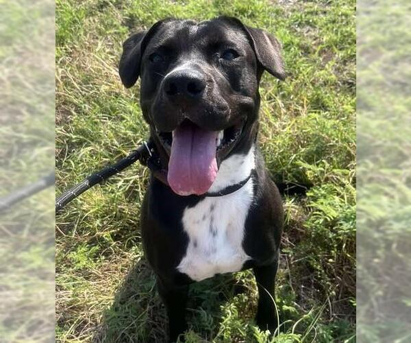 Medium Photo #9 American Pit Bull Terrier-Labrador Retriever Mix Puppy For Sale in Rockwall, TX, USA