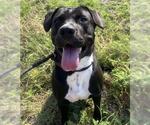 Small #8 American Pit Bull Terrier-Labrador Retriever Mix