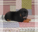 Small #7 Miniature Australian Shepherd