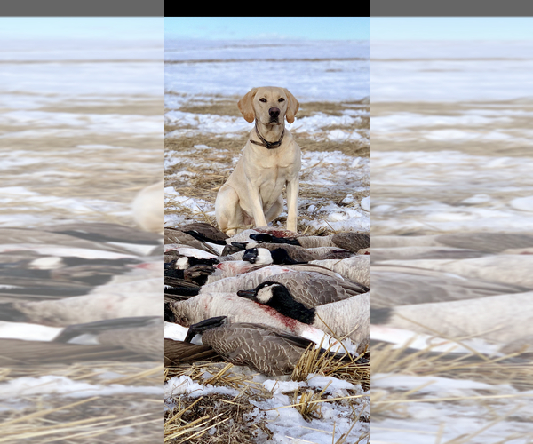 Medium Photo #6 Labrador Retriever Puppy For Sale in RIDGEFIELD, WA, USA