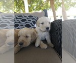 Small #3 Golden Retriever