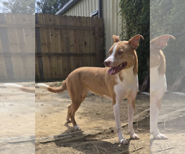 Medium Photo #2 Mutt Puppy For Sale in Jackson, MS, USA