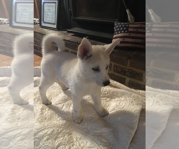 Medium Photo #5 Pomsky-Siberian Husky Mix Puppy For Sale in PLAINWELL, MI, USA