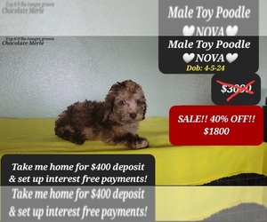 Poodle (Toy) Puppy for sale in TUCSON, AZ, USA