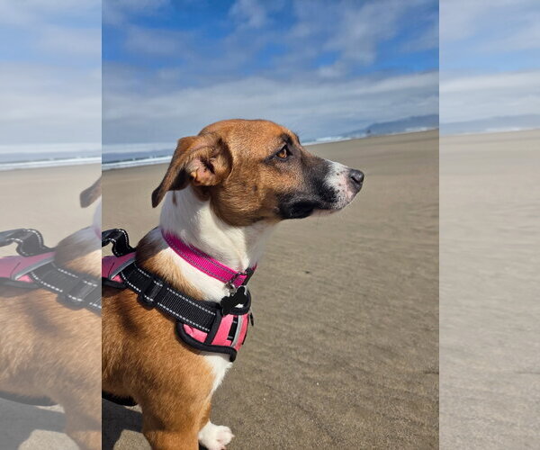 Medium Photo #2 Basenji-Unknown Mix Puppy For Sale in Milwaukie, OR, USA