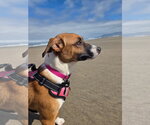 Small #1 Basenji Mix