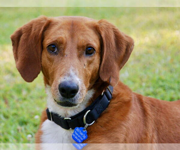 Medium Photo #2 Mutt Puppy For Sale in Mount Pleasant, SC, USA