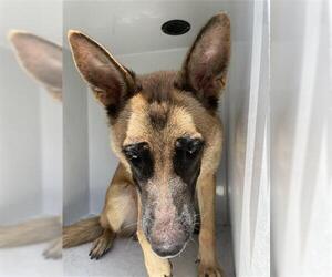 German Shepherd Dog Dogs for adoption in Houston, TX, USA