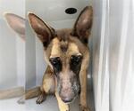 Small German Shepherd Dog