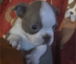 Small #2 Faux Frenchbo Bulldog