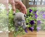 Small #11 Faux Frenchbo Bulldog