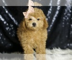 Small #3 Poodle (Miniature)