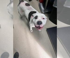 American Bulldog-Unknown Mix Dogs for adoption in Newton, NC, USA