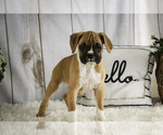 Small #5 Boxer