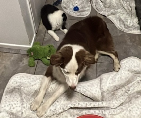 Medium Photo #14 Border-Aussie Puppy For Sale in GLENDORA, CA, USA