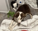 Small #12 Border-Aussie
