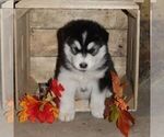 Small Alaskan Malamute