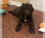 Small #2 Cockapoo
