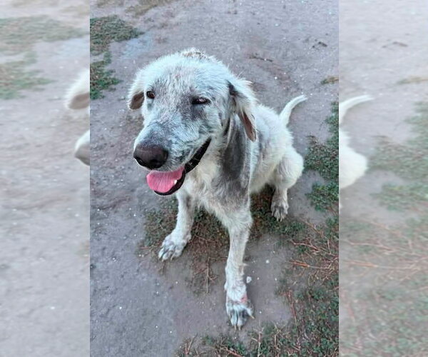 Medium Photo #4 Great Pyrenees Puppy For Sale in Houston, TX, USA