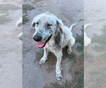 Small #3 Great Pyrenees