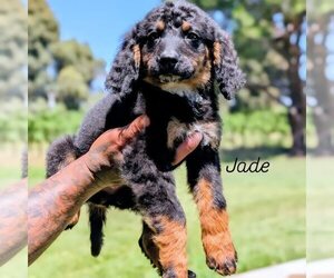 Medium Bernedoodle (Miniature)