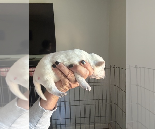 Medium Photo #1 Labrador Retriever Puppy For Sale in OSYKA, MS, USA