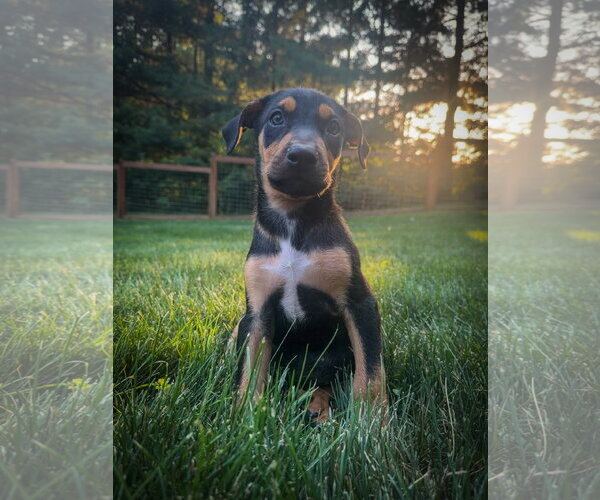 Medium Photo #3 Doberman Pinscher-Unknown Mix Puppy For Sale in Minneaoplis, MN, USA