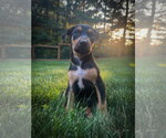 Small #2 Doberman Pinscher Mix