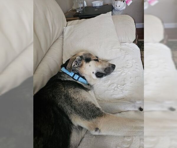 Medium Photo #5 German Shepherd Dog-Unknown Mix Puppy For Sale in Cupertino, CA, USA